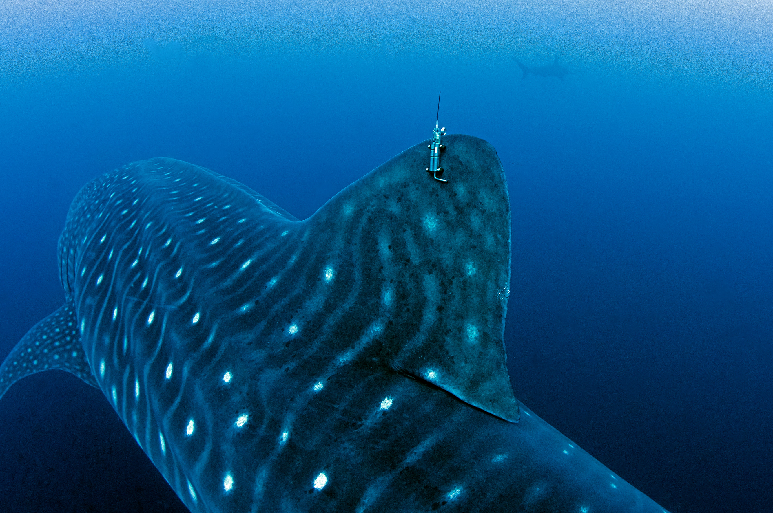 Whale shark with satellite SPOT tag, Galápagos