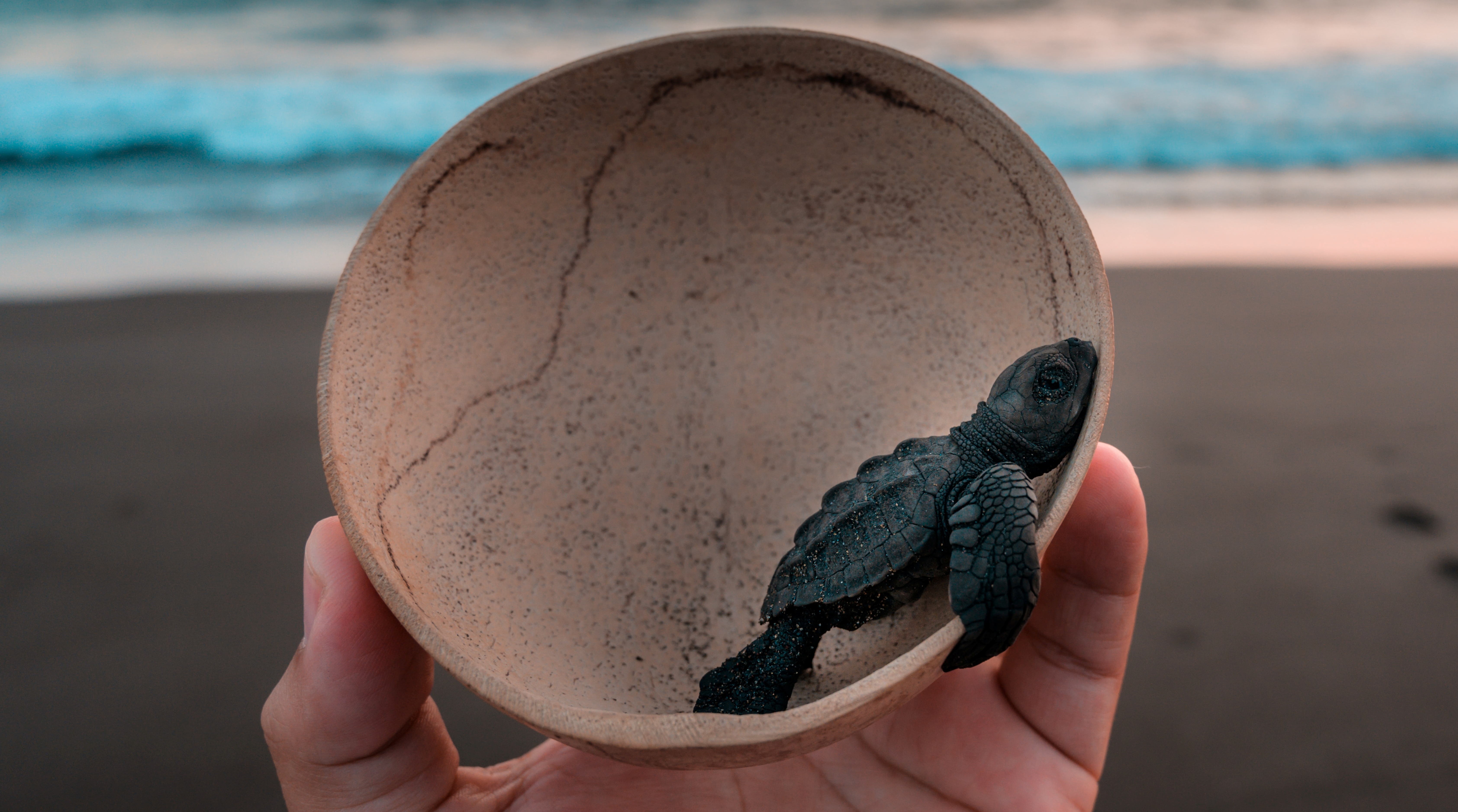 Sea turtle at sunset — marine wildlife conservation