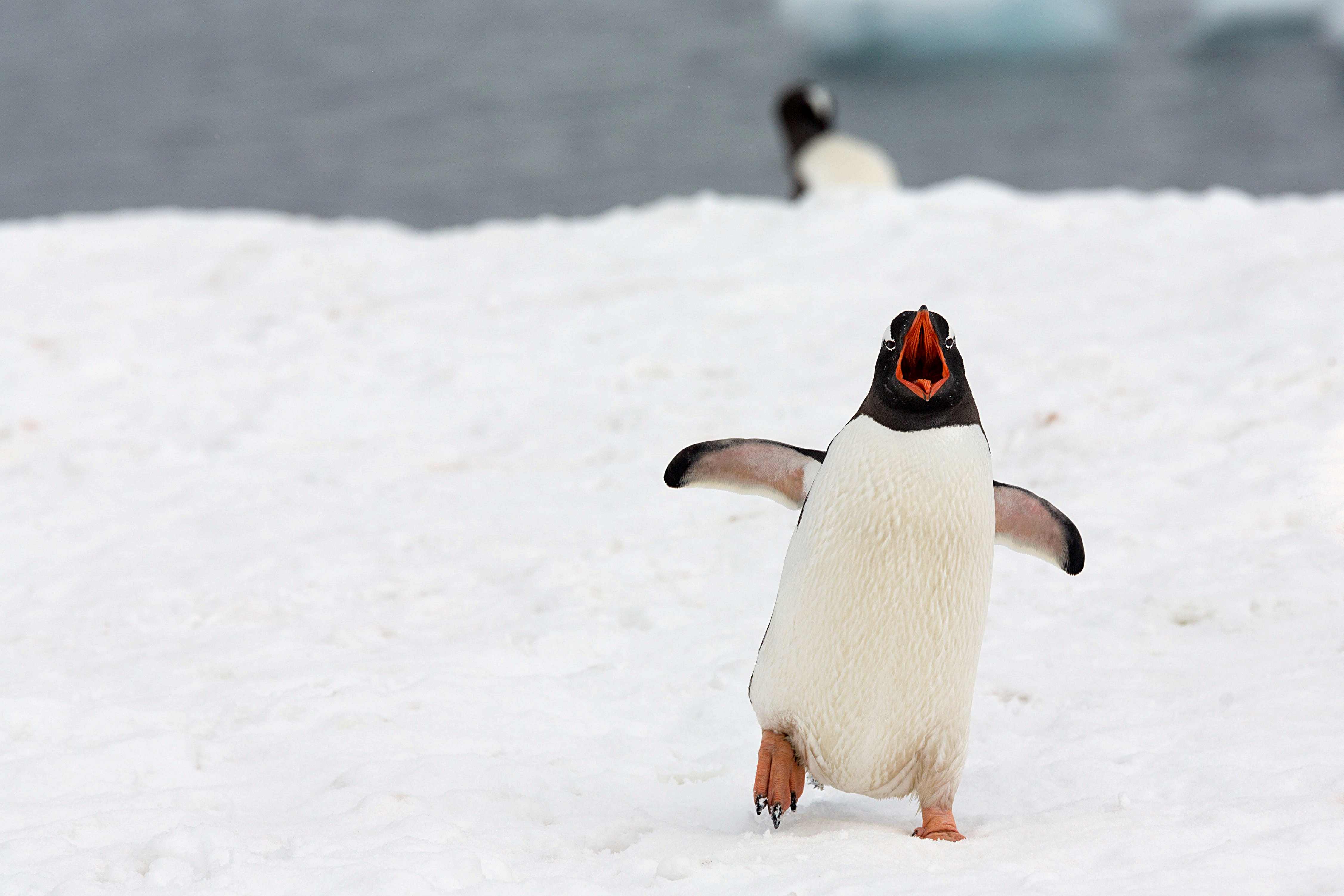 Gentoo penguin in Antarctica