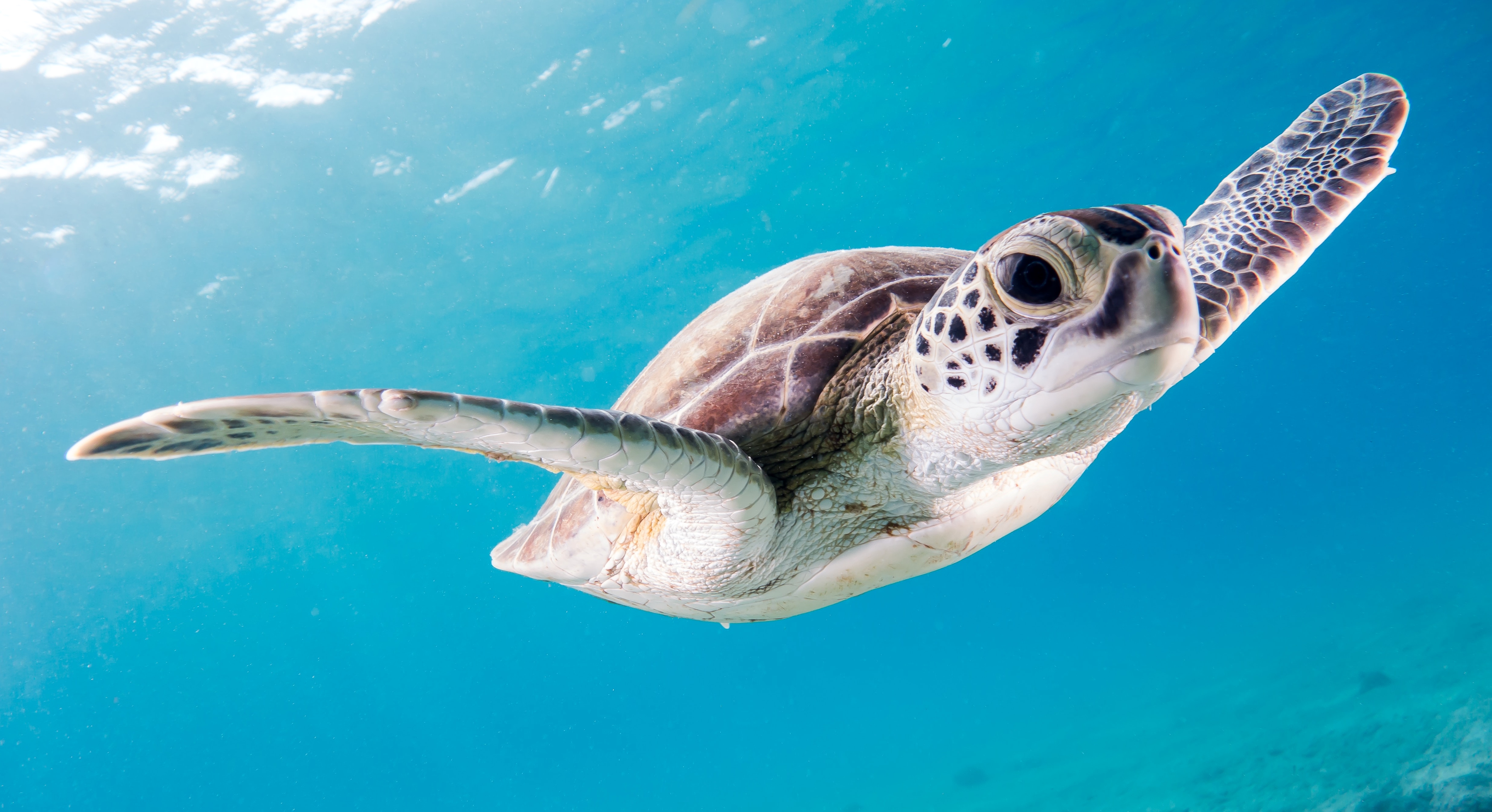 Baby sea turtle in a bowl on the beach at sunset