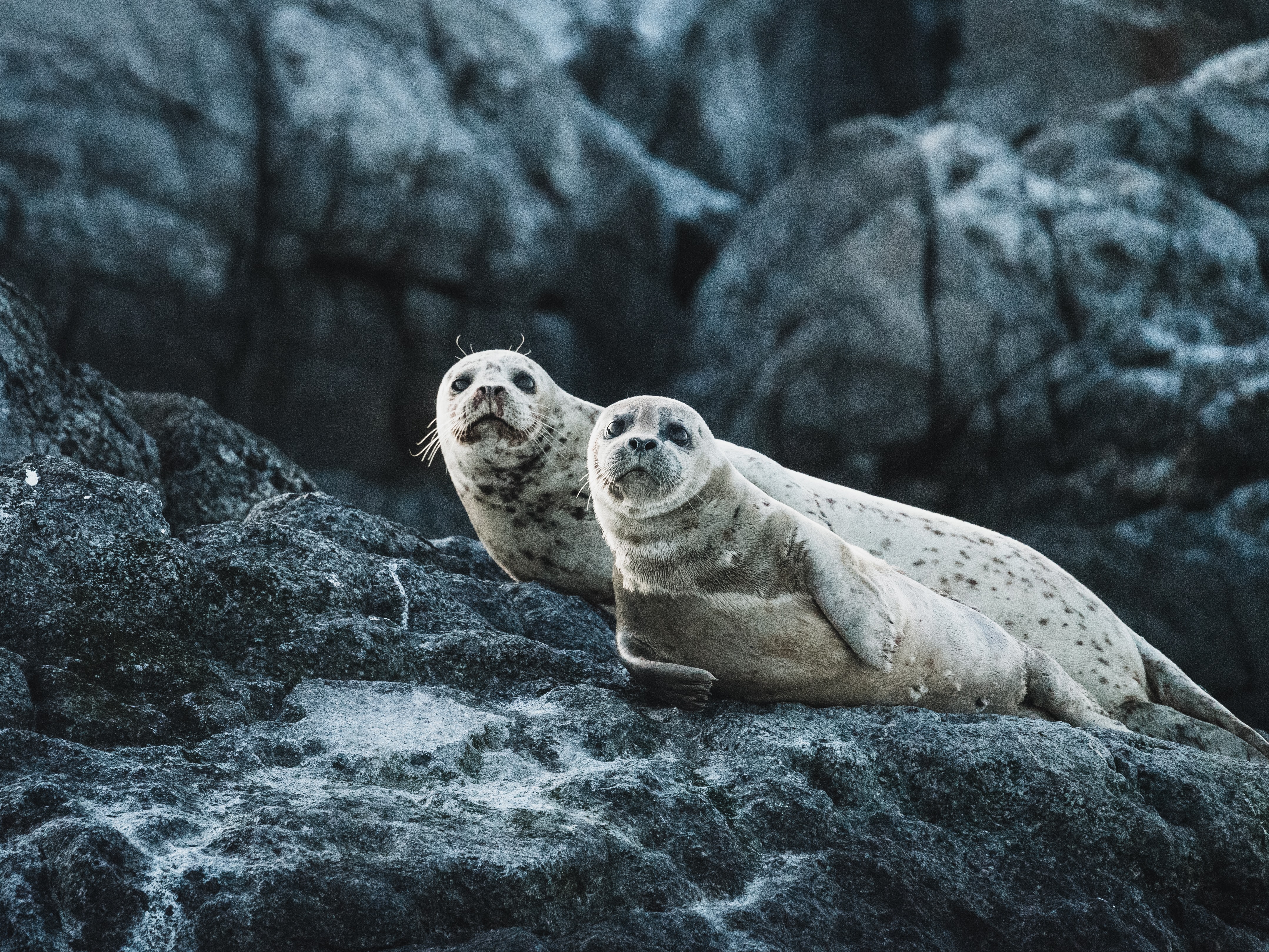 Harbour seals resting on coastal rocks
