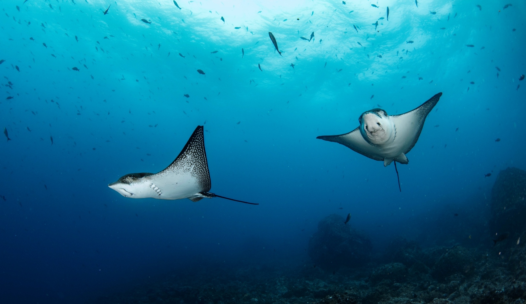 Contact GIS for Wildlife — marine conservation and booking systems