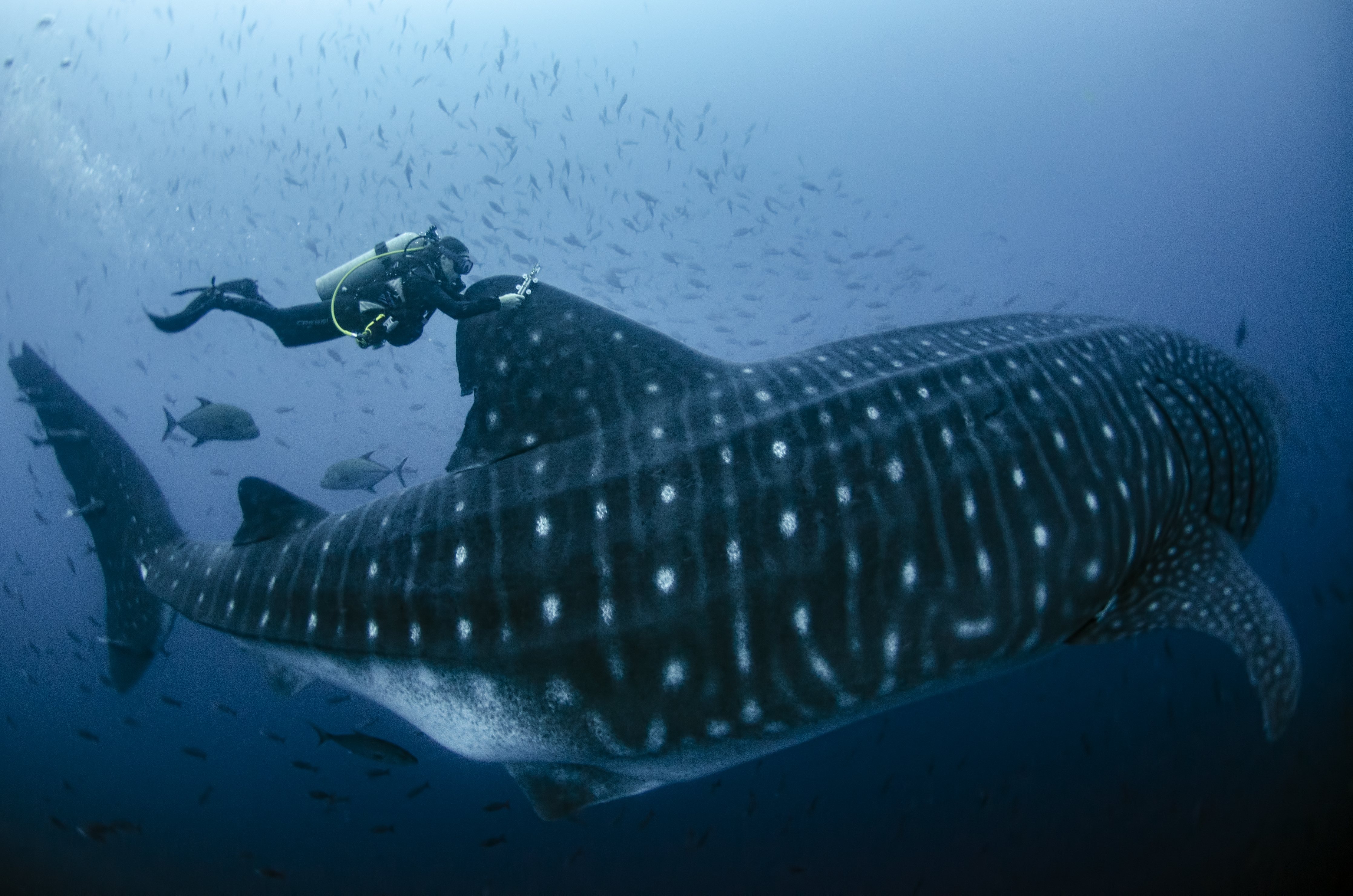 Sofia Green tagging a whale shark in the Galápagos Marine Reserve
