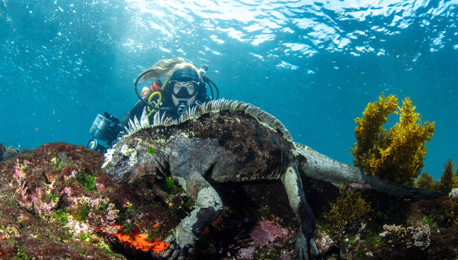 Wildlife observation — scuba diving agency booking system