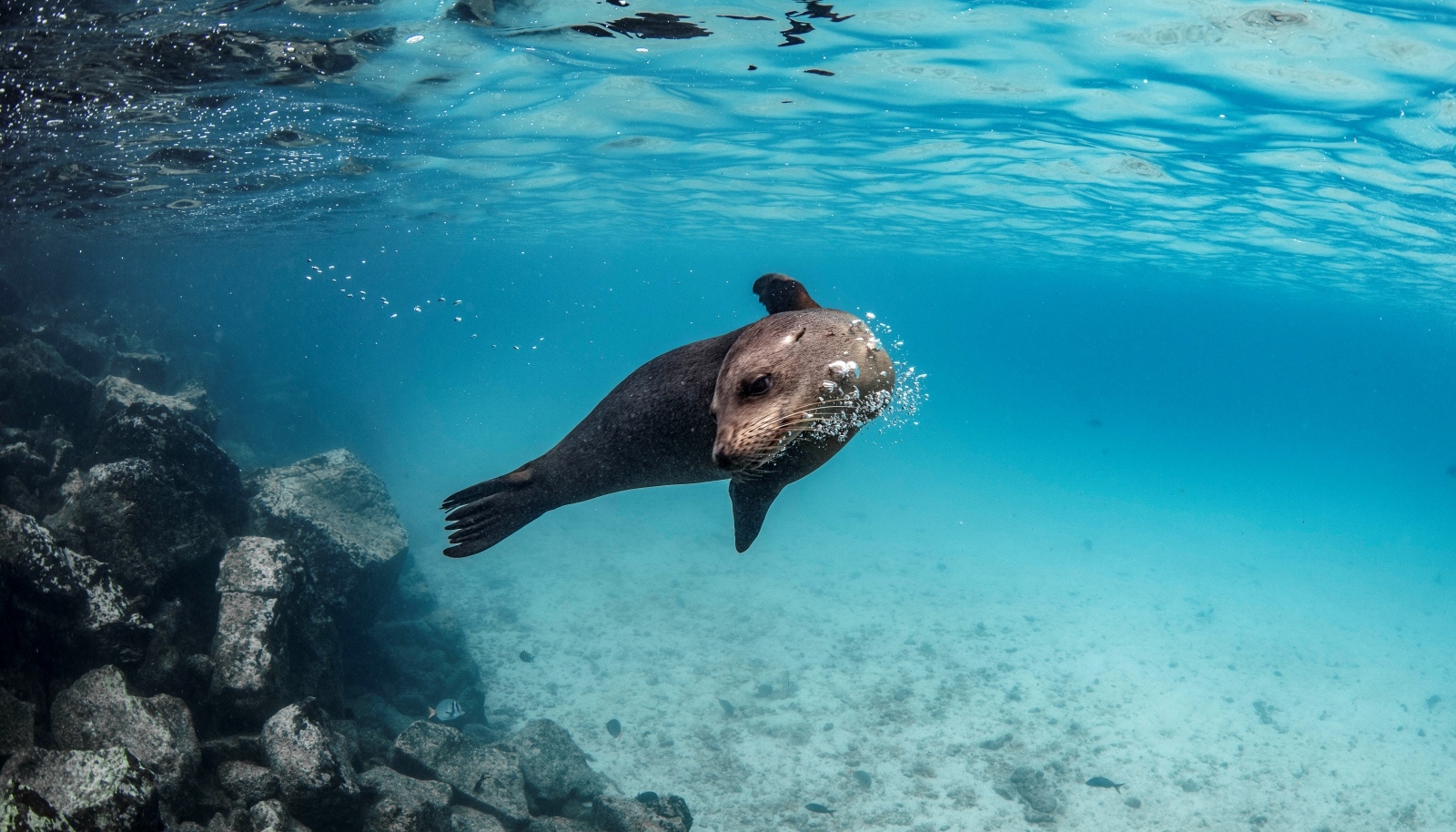 Wildlife tourism operations — booking and client management solutions